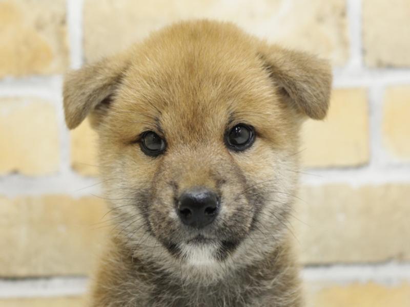 広島県の柴犬(標準サイズ) (ワンラブカインズ広島LECT店/2024年4月20日生まれ/女の子/赤)の子犬
