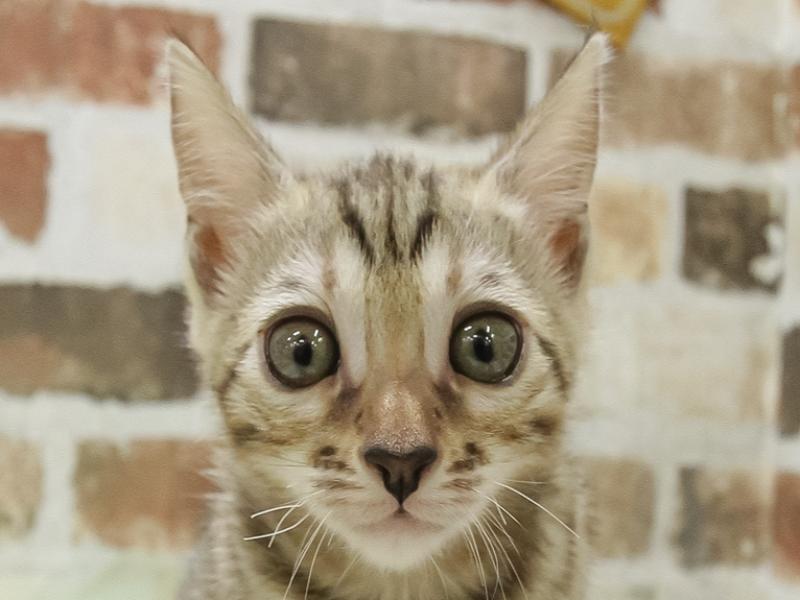 静岡県のベンガル (ワンラブ静岡PARCO店/2024年4月27日生まれ/女の子/ブラウンスポットタビー)の子猫