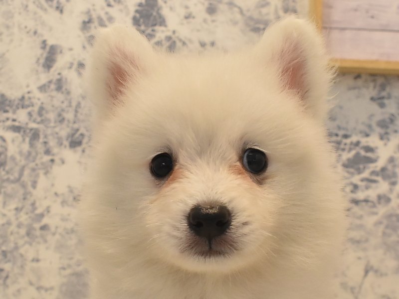 熊本県の日本スピッツ (ワンラブイオンタウン西熊本店/2024年4月29日生まれ/男の子/ホワイト)の子犬