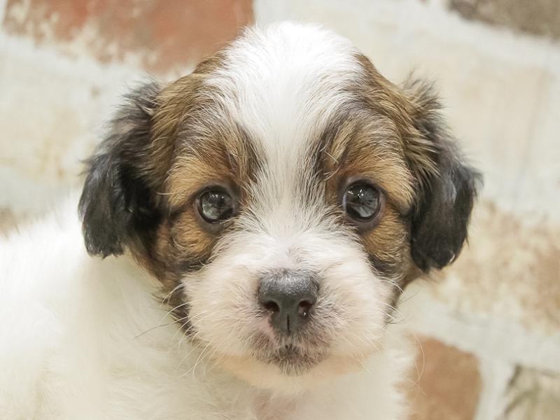 2024年5月3日生まれのハーフ犬・ミックス犬の1枚目の写真