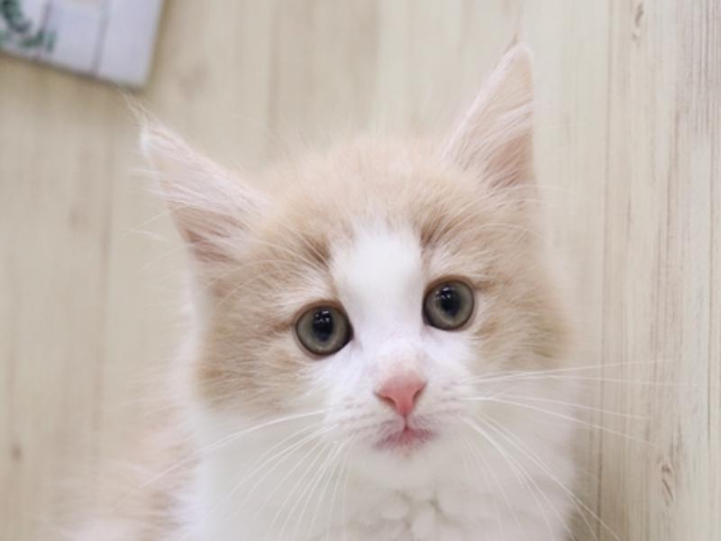 静岡県のノルウェージャンフォレストキャット (ワンラブららぽーと沼津店/2024年5月7日生まれ/男の子/クリームタビーホワイト)の子猫