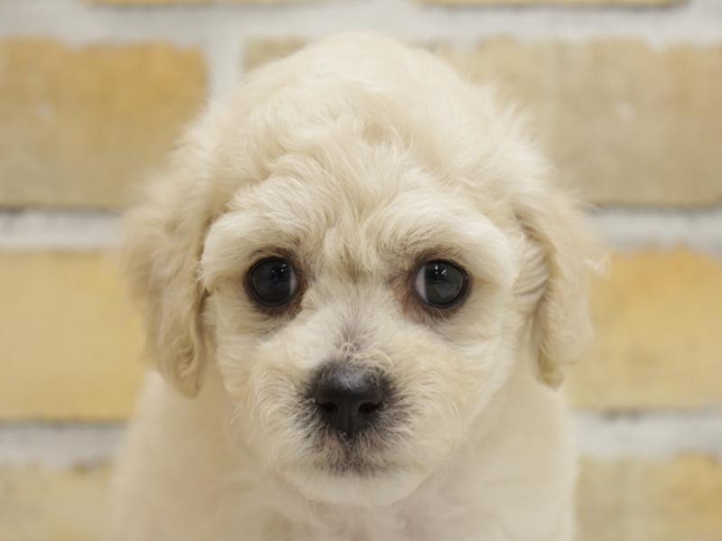 熊本県のビションフリーゼ (ワンラブゆめタウン光の森店/2024年5月5日生まれ/男の子/ホワイト)の子犬