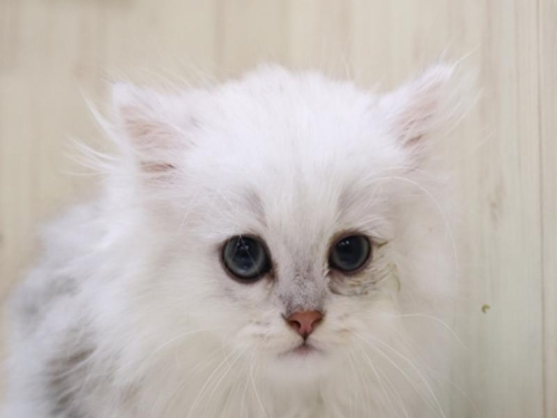 富山県のペルシャ (ワンラブ富山ファボーレ店/2024年5月4日生まれ/男の子/チンチラシルバー)の子猫