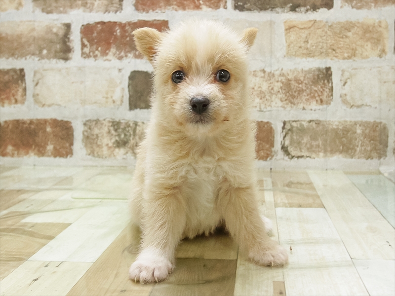 2024年5月11日生まれのハーフ犬・ミックス犬の3枚目の写真