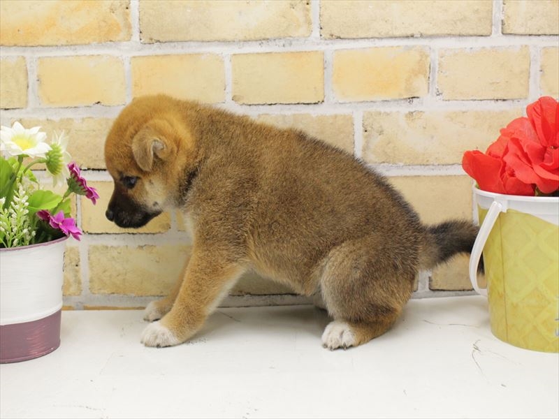 2024年5月10日生まれの柴犬(標準サイズ)の2枚目の写真