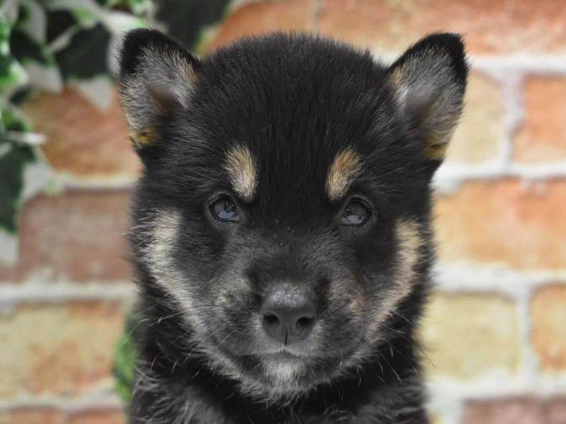 群馬県の柴犬(標準サイズ) (ワンラブスマーク伊勢崎店/2024年5月21日生まれ/男の子/黒)の子犬