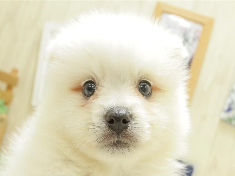愛知県のハーフ犬・ミックス犬 (ワンラブ名古屋守山インター総本店/2024年5月26日生まれ/男の子/ホワイト)の子犬