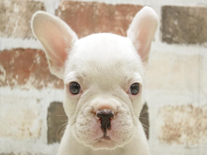 愛知県のフレンチブルドッグ (ワンラブペッツビレッジ アピタ木曽川店/2024年5月26日生まれ/男の子/クリームホワイト)の子犬