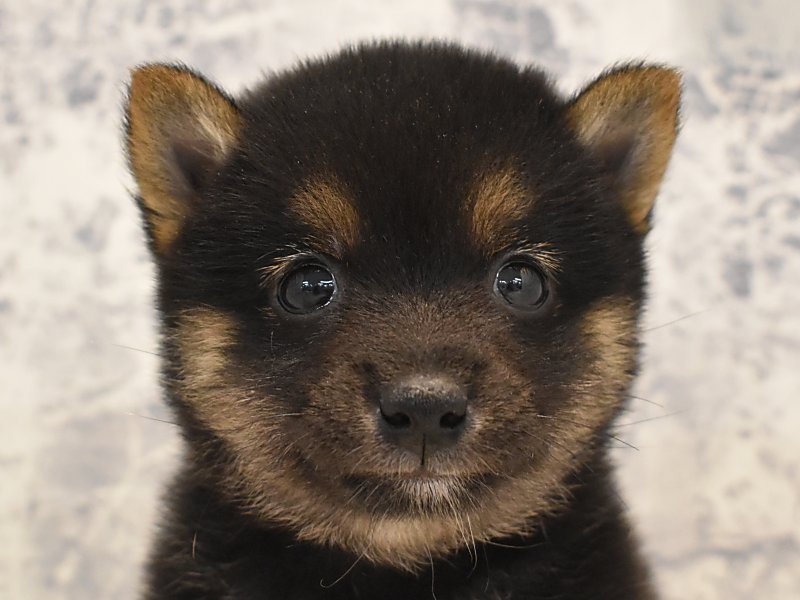 神奈川県の豆柴 (ワンラブららぽーと海老名店/2024年6月2日生まれ/男の子/黒)の子犬