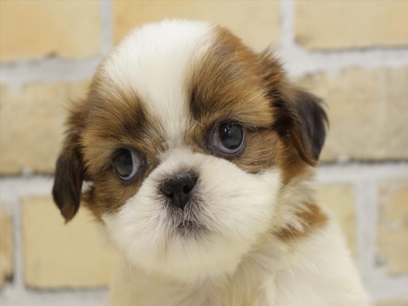 広島県のシーズー (ワンラブTHE OUTLETS HIROSHIMA店/2024年6月3日生まれ/女の子/ホワイトゴールド)の子犬