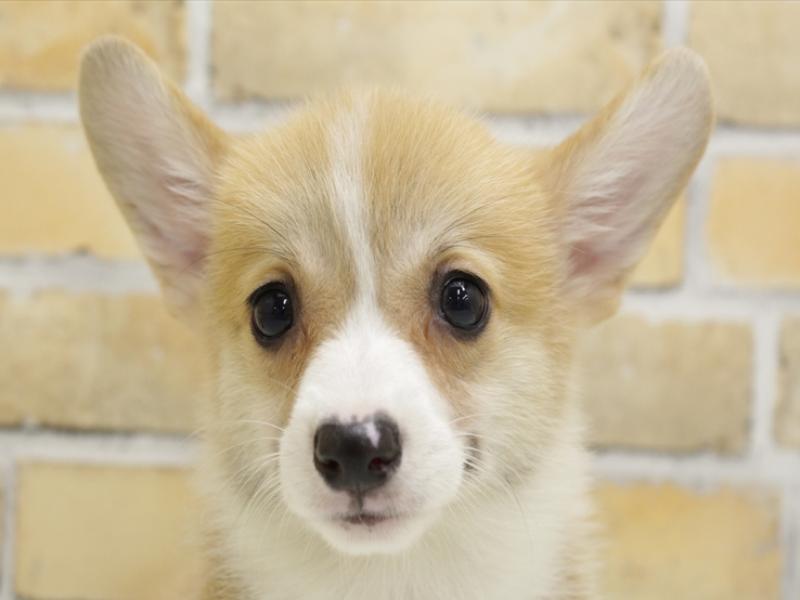 広島県のウェルシュコーギーペンブローク (ワンラブTHE OUTLETS HIROSHIMA店/2024年6月2日生まれ/女の子/レッドホワイト)の子犬