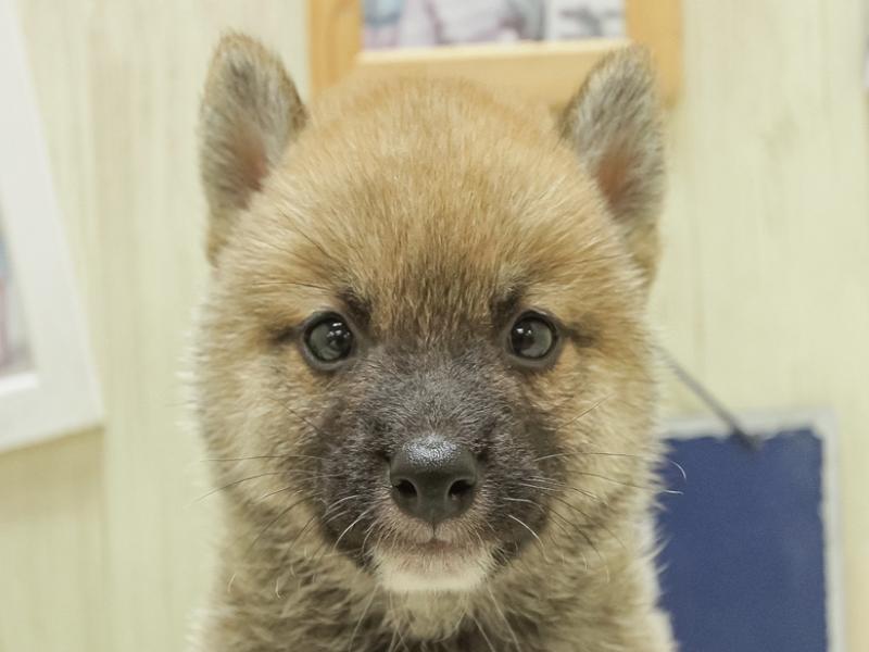 愛知県の豆柴 (ワンラブ名古屋守山インター総本店/2024年6月7日生まれ/男の子/赤)の子犬