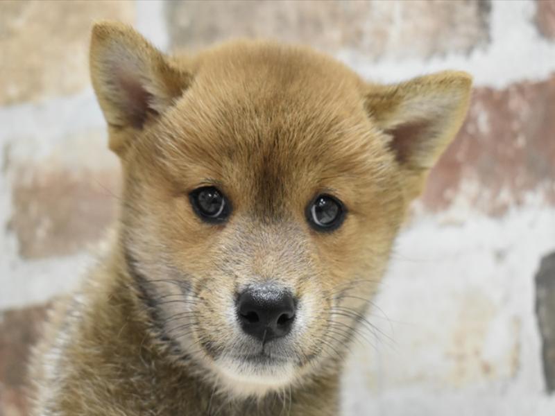 岐阜県の柴犬(標準サイズ) (ワンラブホームセンターバロー可児坂戸店/2024年6月8日生まれ/男の子/赤)の子犬