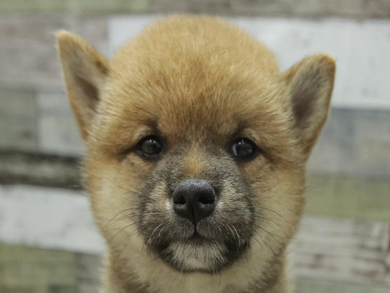 愛知県の柴犬(標準サイズ) (ワンラブ名古屋守山インター総本店/2024年6月15日生まれ/女の子/赤)の子犬