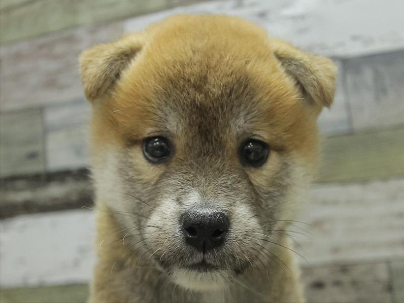 滋賀県の柴犬(標準サイズ) (ワンラブカインズ彦根店/2024年6月15日生まれ/男の子/赤)の子犬