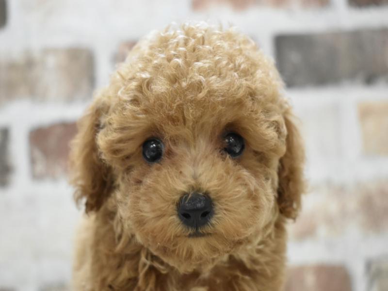 滋賀県のトイプードル(トイ) (ワンラブピエリ守山店/2024年6月18日生まれ/女の子/レッド)の子犬