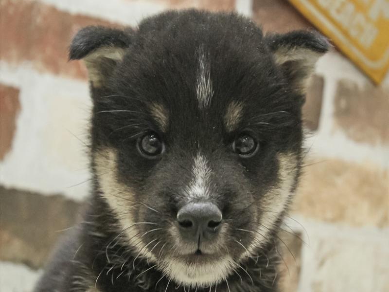 愛知県の柴犬(標準サイズ) (ワンラブイオンモール新瑞橋店/2024年6月22日生まれ/男の子/黒)の子犬