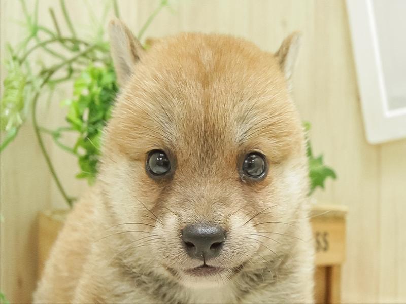 大阪府の豆柴 (ワンラブららぽーと堺店/2024年6月21日生まれ/女の子/赤)の子犬