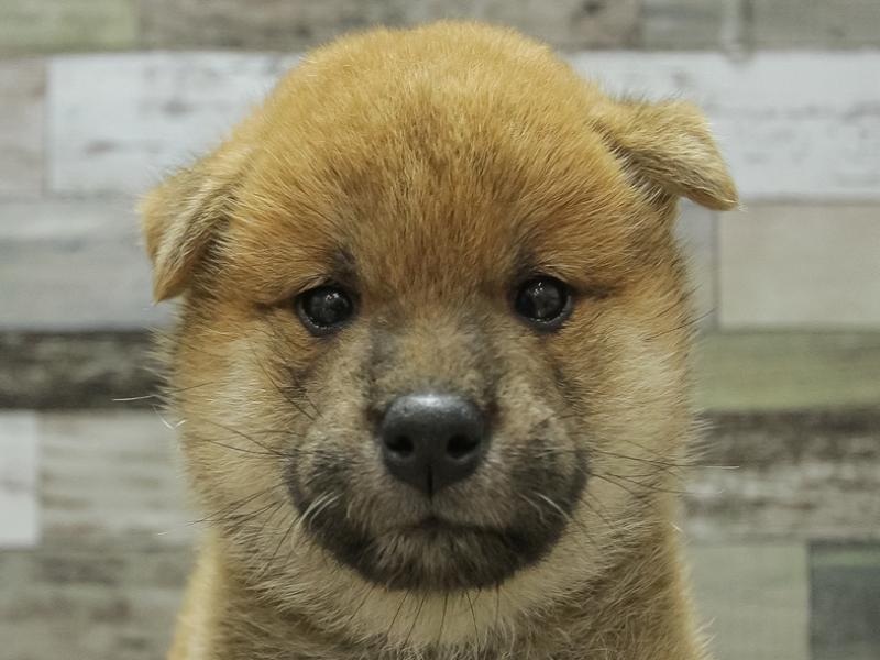 愛知県の柴犬(標準サイズ) (ワンラブカインズ稲沢ハーモニーランド店/2024年6月22日生まれ/男の子/赤)の子犬