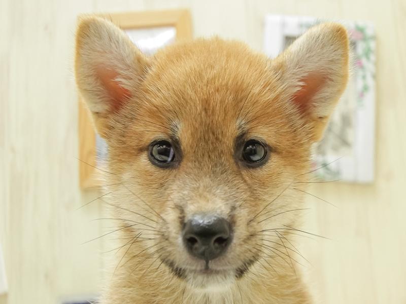 富山県の柴犬(標準サイズ) (ワンラブアピア富山店/2024年6月29日生まれ/女の子/赤)の子犬