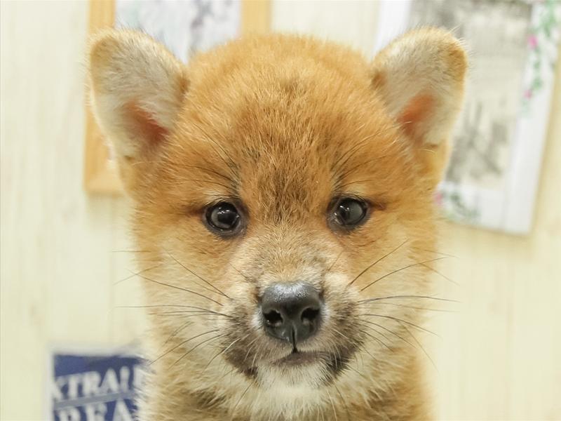 熊本県の柴犬(標準サイズ) (ワンラブゆめタウン光の森店/2024年6月29日生まれ/男の子/赤)の子犬