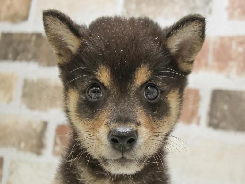 熊本県の柴犬(標準サイズ) (ワンラブゆめタウン光の森店/2024年7月3日生まれ/男の子/黒)の子犬