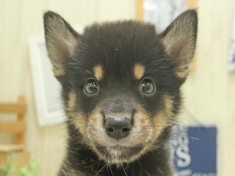 愛知県の豆柴 (ワンラブ名古屋守山インター総本店/2024年7月5日生まれ/男の子/黒)の子犬