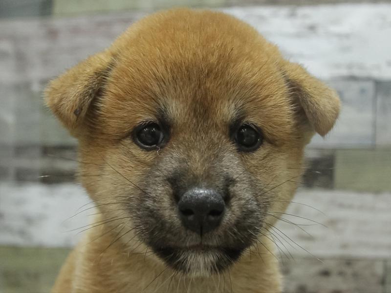 愛知県の柴犬(標準サイズ) (ワンラブ名古屋守山インター総本店/2024年7月6日生まれ/女の子/赤)の子犬