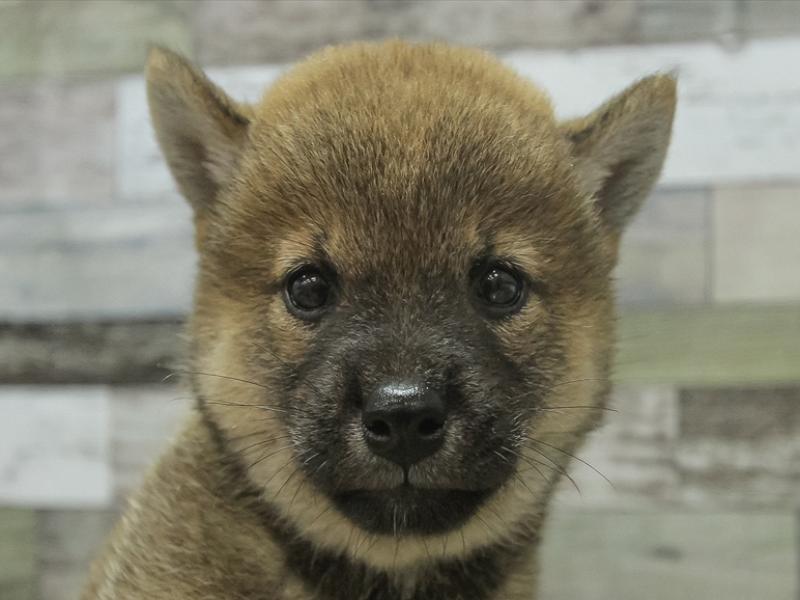 愛知県の柴犬(標準サイズ) (ワンラブ名古屋守山インター総本店/2024年7月6日生まれ/女の子/赤)の子犬