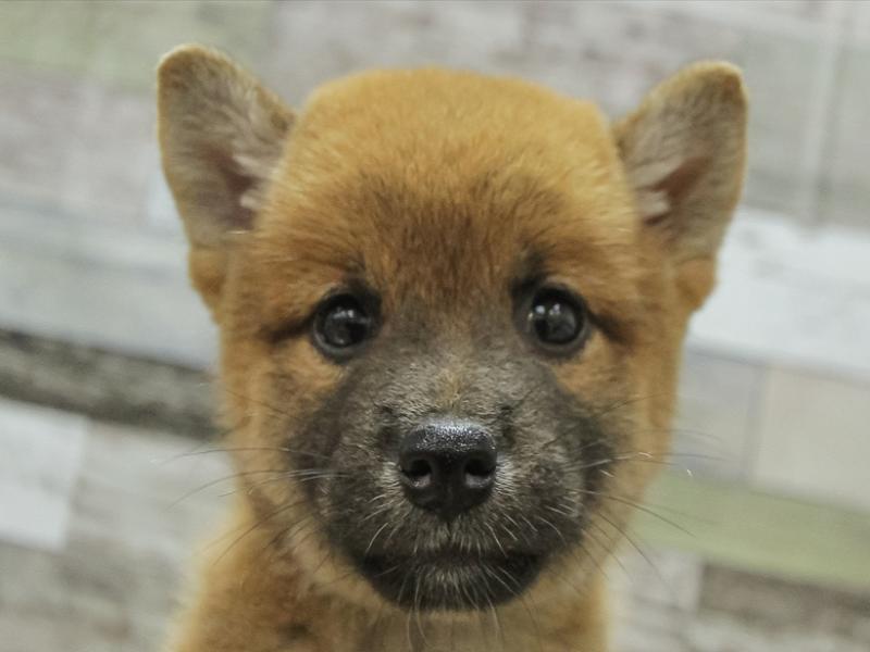 三重県の柴犬(標準サイズ) (ワンラブホームセンターバロー松阪店/2024年7月10日生まれ/男の子/赤)の子犬