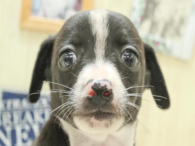 愛知県のハーフ犬・ミックス犬 (ワンラブカインズ小牧店/2024年7月13日生まれ/男の子/シールホワイト)の子犬