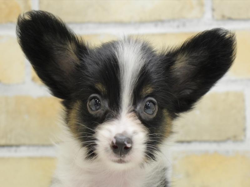 福岡県のパピヨン (ワンラブ福岡総本店/2024年7月14日生まれ/男の子/トライカラー)の子犬