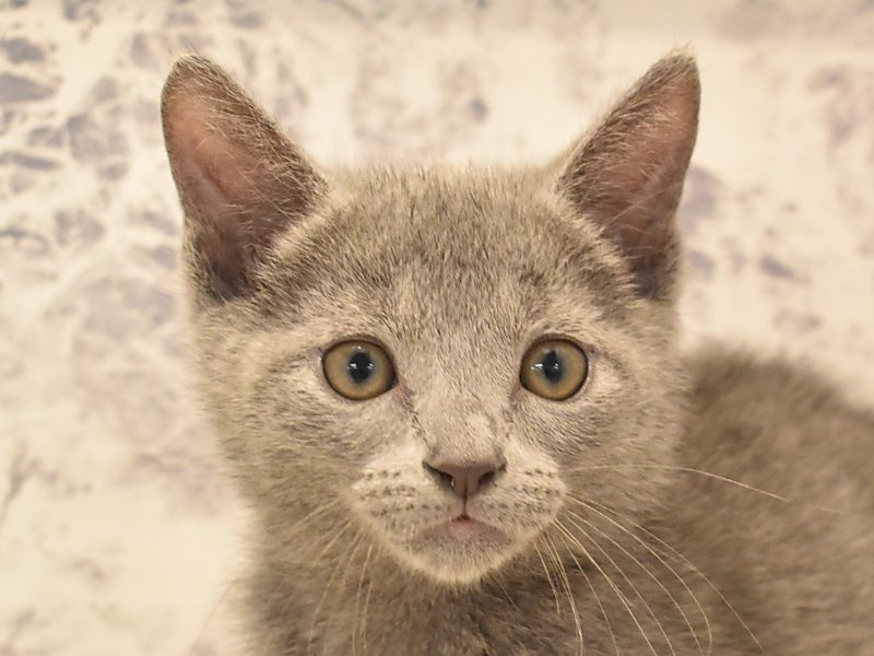 栃木県のロシアンブルー (ワンラブベルモール宇都宮店/2024年7月17日生まれ/男の子/ブルー)の子猫