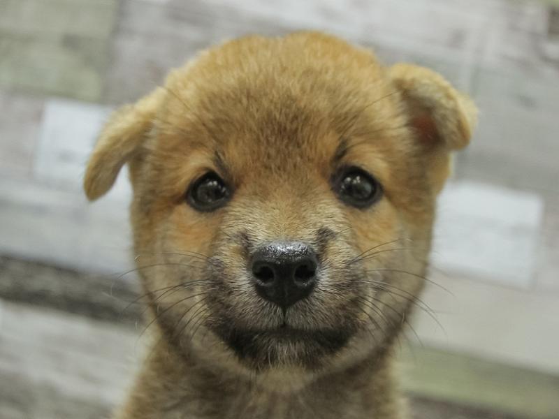 三重県の柴犬(標準サイズ) (ワンラブMEGA ドン・キホーテ四日市店/2024年7月21日生まれ/男の子/赤)の子犬