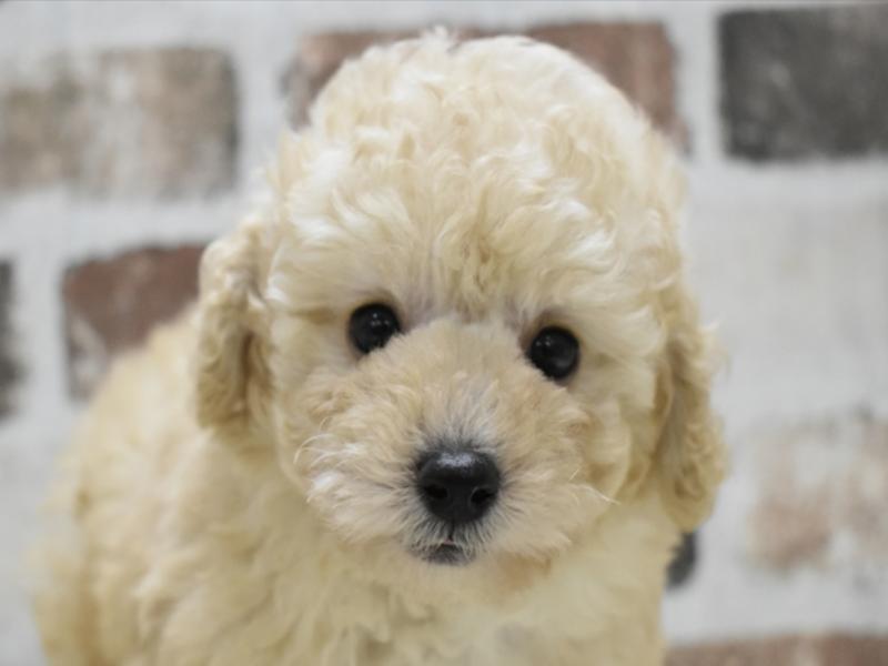 鳥取県のトイプードル(トイ) (ワンラブカインズ鳥取店/2024年7月25日生まれ/男の子/クリーム)の子犬