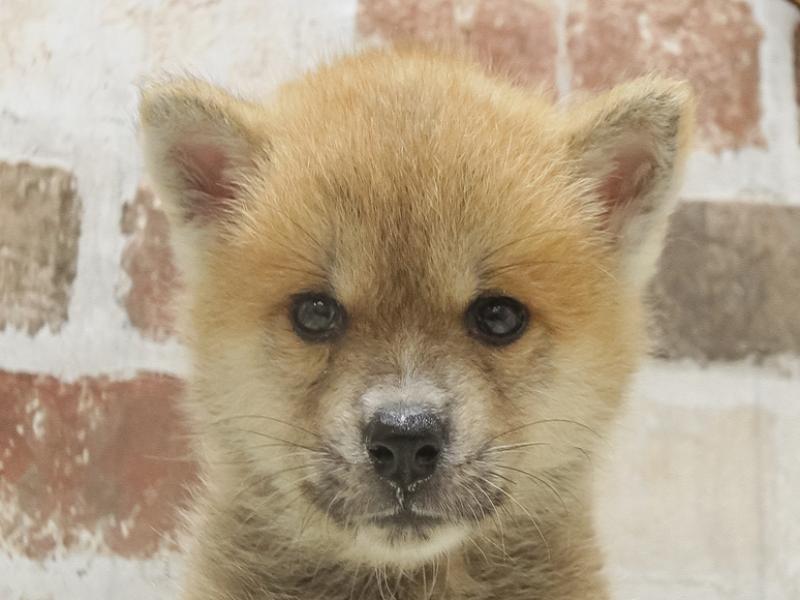 山形県の秋田犬 (ワンラブイオンモール三川店/2024年7月27日生まれ/男の子/赤)の子犬