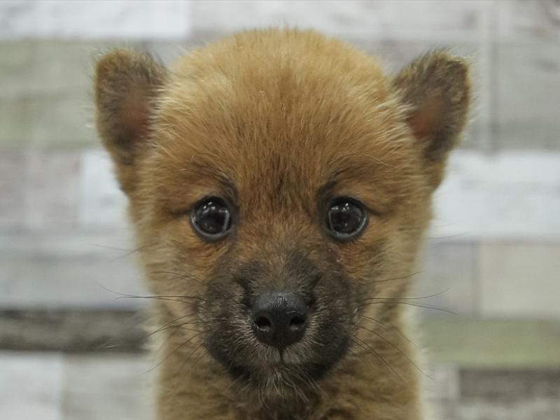 愛知県の柴犬(標準サイズ) (ワンラブ名古屋守山インター総本店/2024年7月27日生まれ/女の子/赤)の子犬