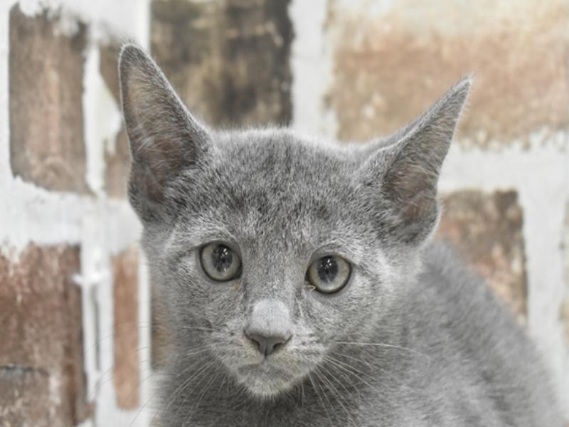 広島県のロシアンブルー (ワンラブカインズ広島LECT店/2024年7月21日生まれ/男の子/ブルー)の子猫