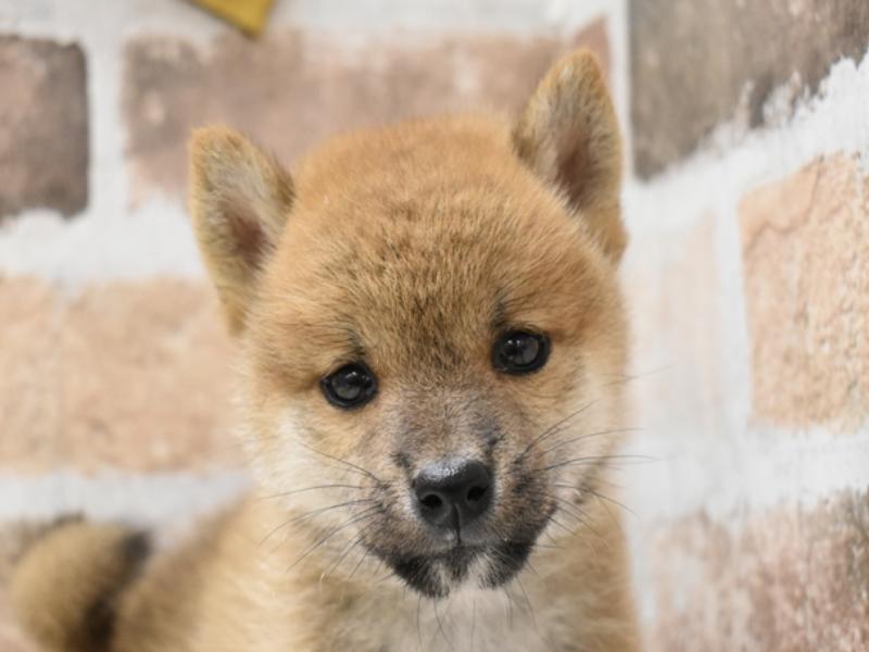 和歌山県の柴犬(標準サイズ) (ワンラブイズミヤ和歌山店/2024年8月1日生まれ/男の子/赤)の子犬