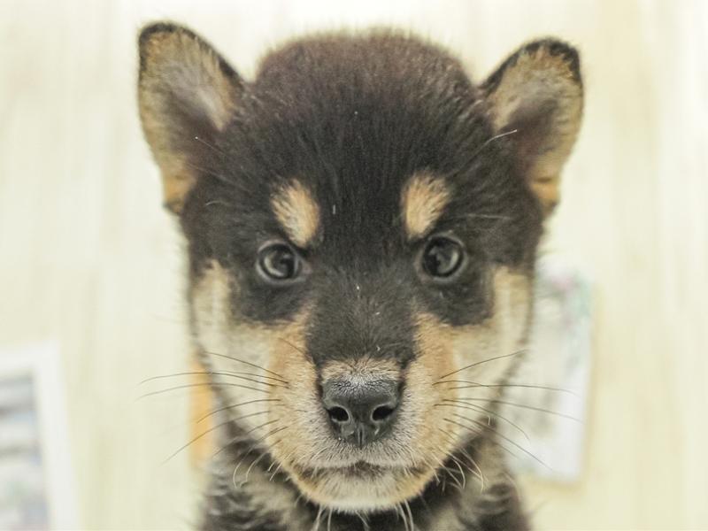 福岡県の柴犬(標準サイズ) (ワンラブＭＥＧＡドン・キホーテ福岡福重店/2024年8月3日生まれ/男の子/黒)の子犬