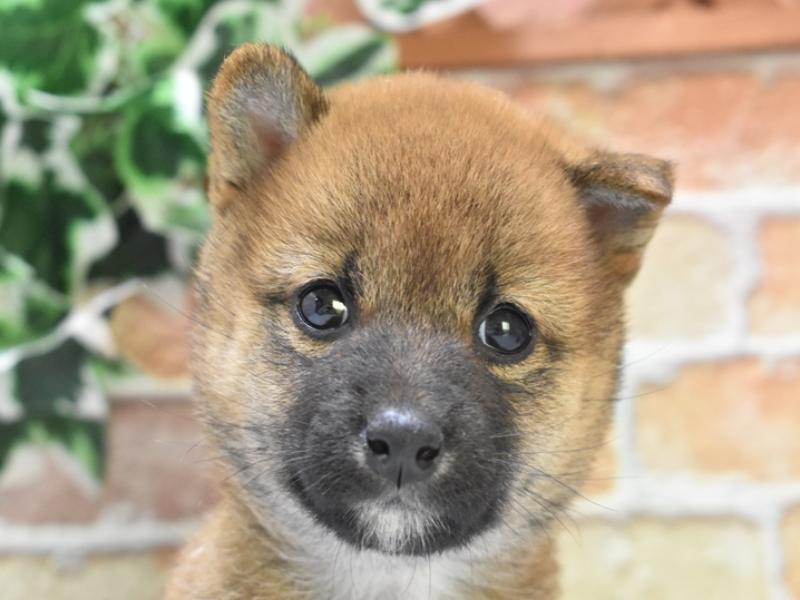 愛知県の柴犬(標準サイズ) (ワンラブ名古屋守山インター総本店/2024年8月6日生まれ/女の子/赤)の子犬