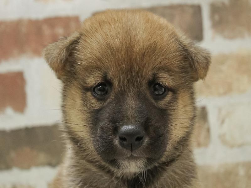 熊本県の柴犬(標準サイズ) (ワンラブゆめタウン光の森店/2024年8月10日生まれ/女の子/赤)の子犬