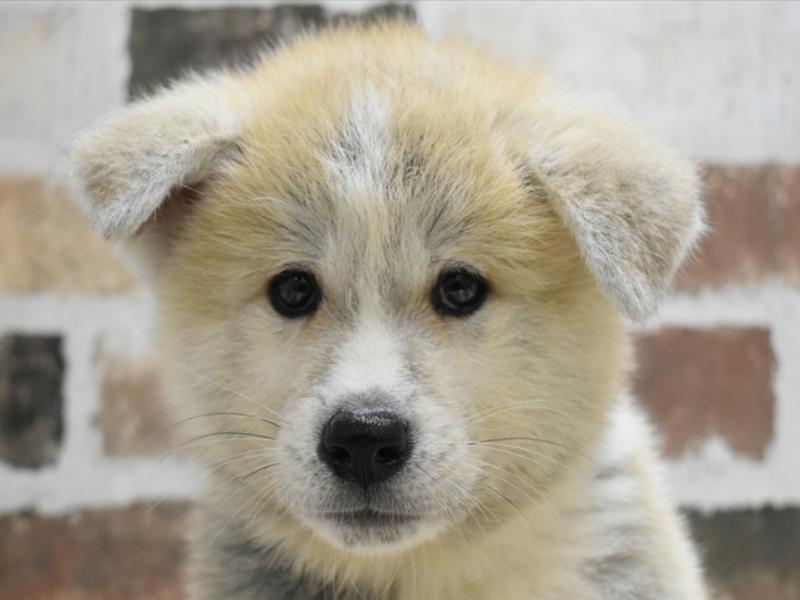 愛知県の秋田犬 (ワンラブ名古屋守山インター総本店/2024年8月14日生まれ/男の子/赤)の子犬