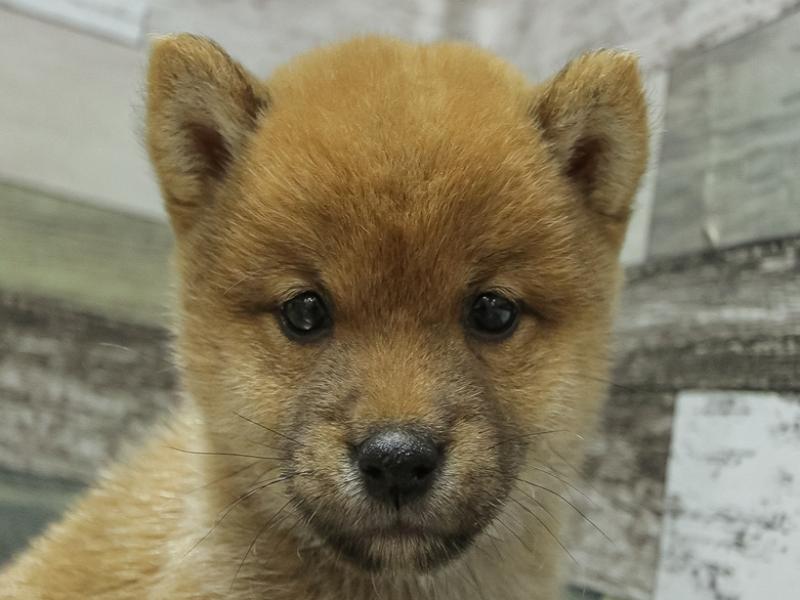 熊本県の豆柴 (ワンラブザ・ファクトリーニシムタ合志店/2024年8月15日生まれ/男の子/赤)の子犬