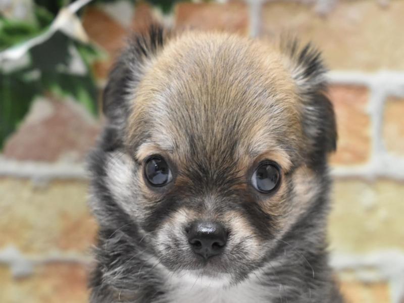 静岡県のチワワ(ロング) (ワンラブカインズ伊東店/2024年8月19日生まれ/男の子/フォーン)の子犬