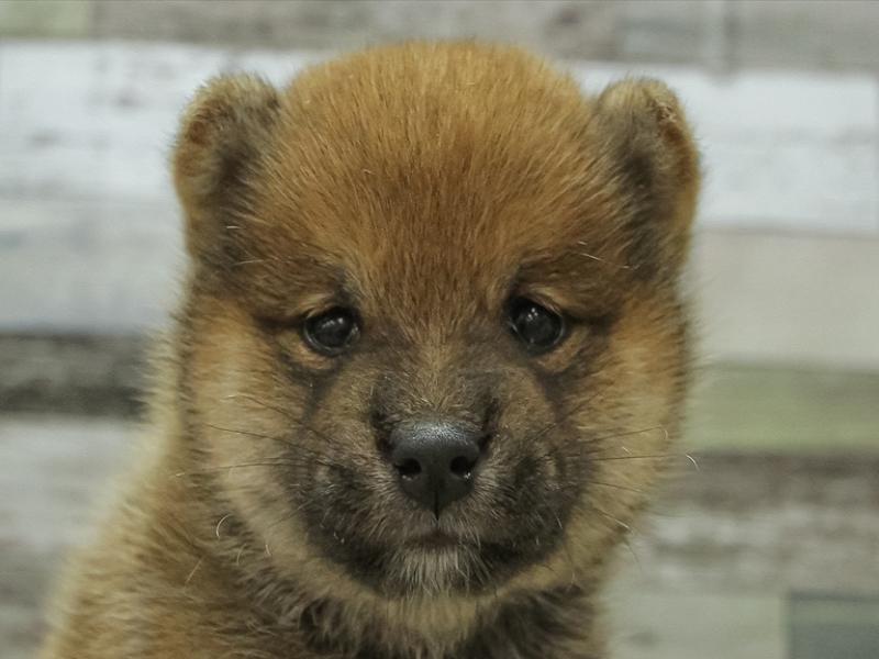 愛知県の柴犬(標準サイズ) (ワンラブ名古屋守山インター総本店/2024年8月23日生まれ/男の子/赤)の子犬