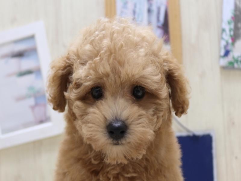 長野県のトイプードル(トイ) (ワンラブアリオ上田店/2024年8月31日生まれ/男の子/レッド)の子犬