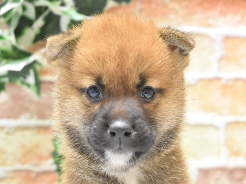 愛知県の柴犬(標準サイズ) (ワンラブ名古屋守山インター総本店/2024年9月2日生まれ/男の子/赤)の子犬