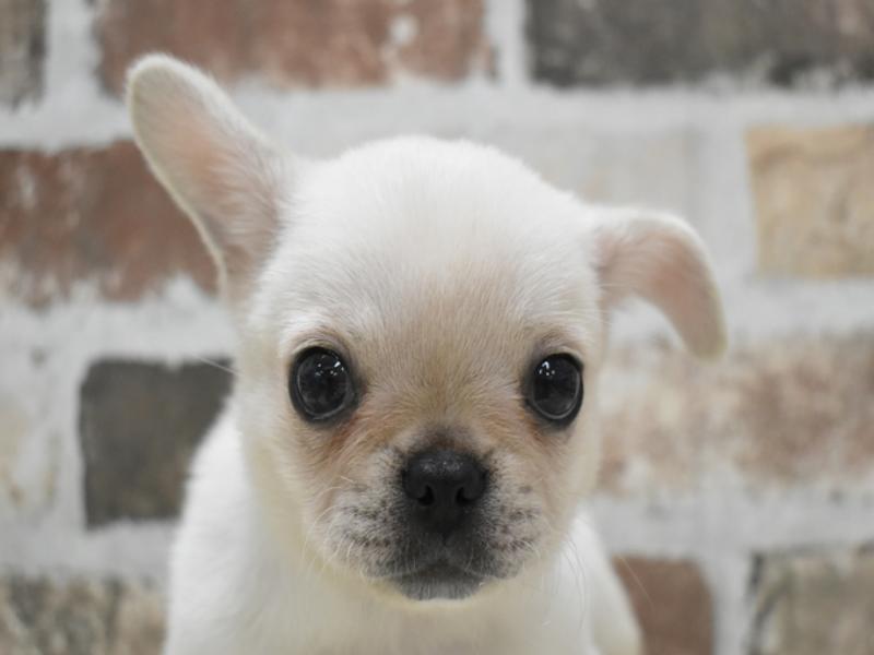 福岡県のハーフ犬・ミックス犬 (ワンラブ福岡総本店/2024年9月6日生まれ/男の子/クリーム)の子犬