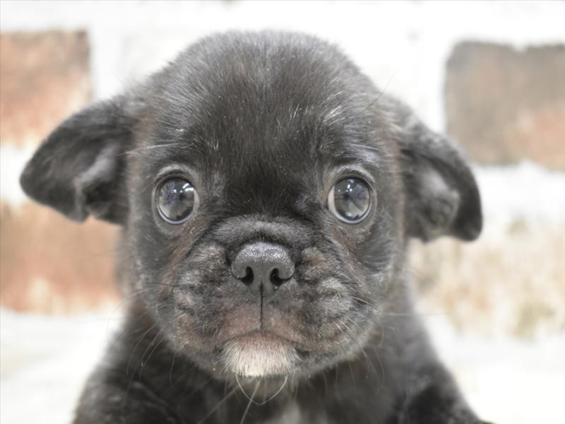 愛知県のハーフ犬・ミックス犬 (ワンラブイオンモール常滑店/2024年9月10日生まれ/男の子/ブリンドル)の子犬